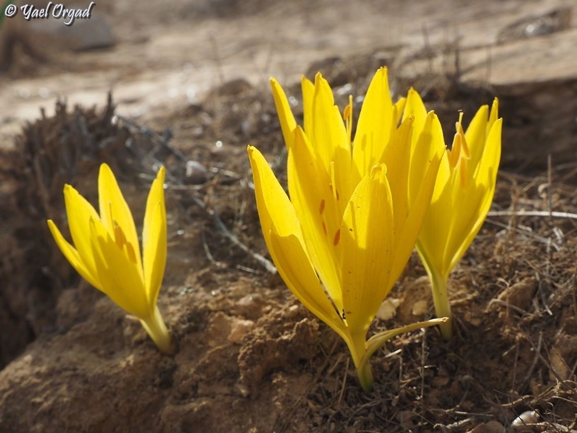 Sternbergia clusiana glowing in the morning sun Fall,Geotagged,Israel,Sternbergia clusiana