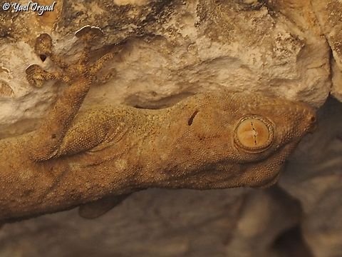 Ptyodactylus guttatus  Fall,Geotagged,Israel,Ptyodactylus guttatus,Sinai Fan-fingered Gecko
