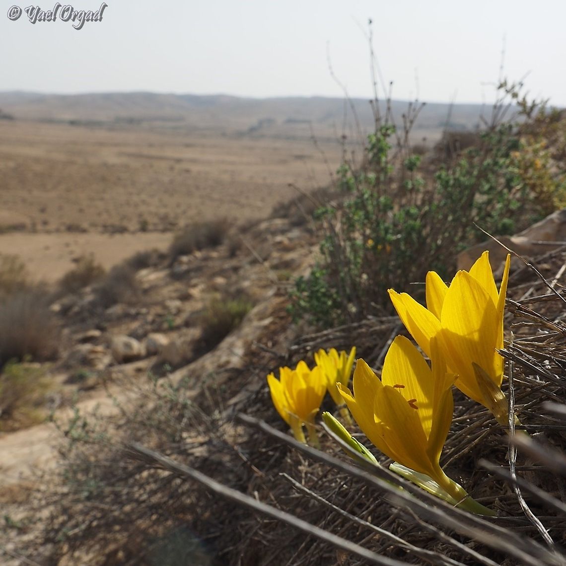 Sternbergia clusiana in the desert  Fall,Geotagged,Israel,Sternbergia clusiana