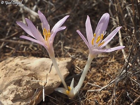 Colchicum tunicatum  Colchicum tunicatum,Fall,Geotagged,Israel
