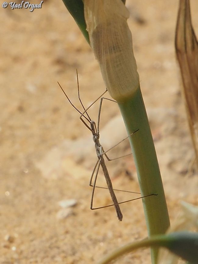 Rhaphidosoma lutescens  Desert Toothpick,Fall,Geotagged,Israel,Rhaphidosoma lutescens
