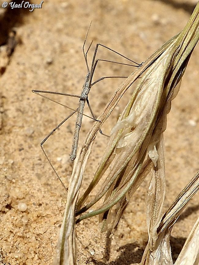 the Desert toothpick  Desert Toothpick,Fall,Geotagged,Israel,Rhaphidosoma lutescens