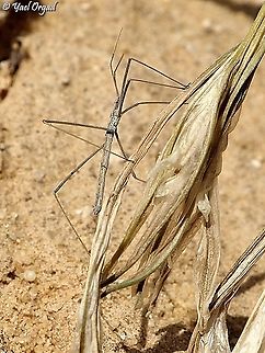 the Desert toothpick  Desert Toothpick,Fall,Geotagged,Israel,Rhaphidosoma lutescens