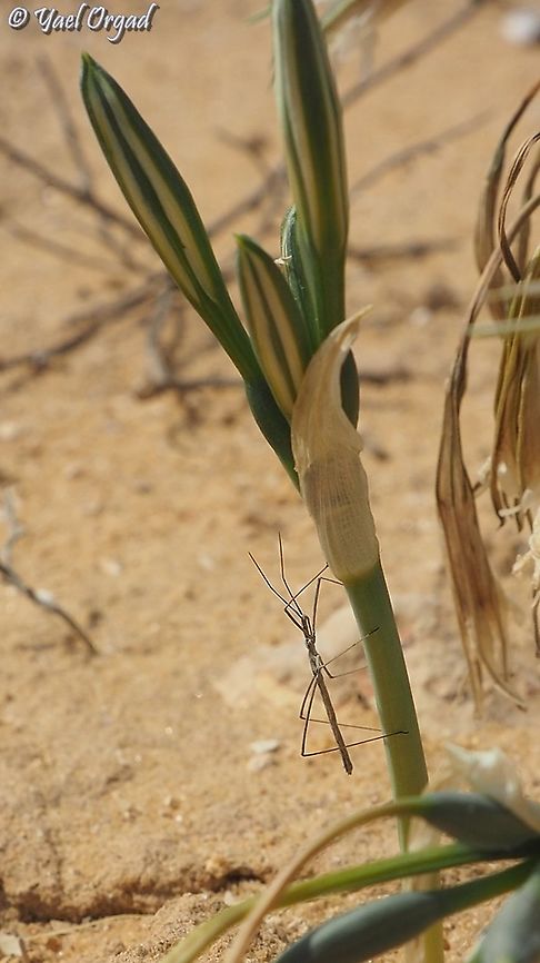 Rhaphidosoma lutescens  Desert Toothpick,Fall,Geotagged,Israel,Rhaphidosoma lutescens