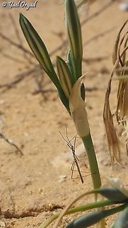 Rhaphidosoma lutescens  Desert Toothpick,Fall,Geotagged,Israel,Rhaphidosoma lutescens