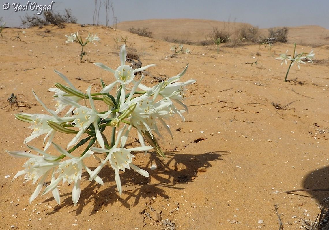 Pancratium sickenbergeri  Fall,Geotagged,Israel,Pancratium sickenbergeri,Rain flower