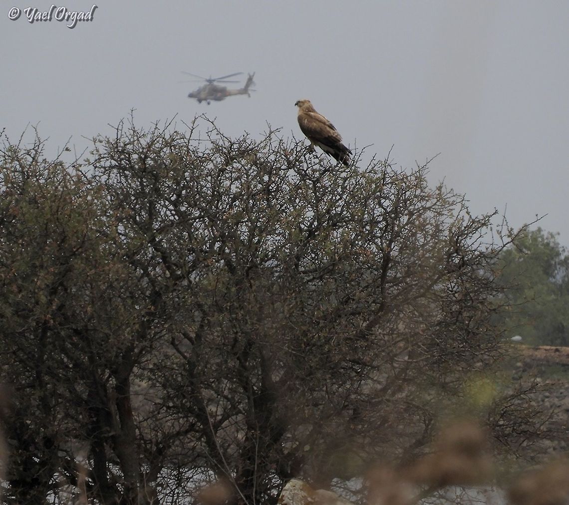 Buzzard overlooking a helicopter a little blurry, but it was from a great distance... we saw the big Buzzard, and then the helicopter flew by - making this a real good photo-op :-)  Buteo rufinus,Israel,Long-legged Buzzard
