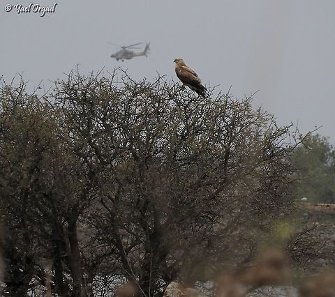 Buzzard overlooking a helicopter a little blurry, but it was from a great distance... we saw the big Buzzard, and then the helicopter flew by - making this a real good photo-op :-)  Buteo rufinus,Israel,Long-legged Buzzard
