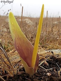 Biarum auraniticum  Biarum auraniticum,Fall,Geotagged