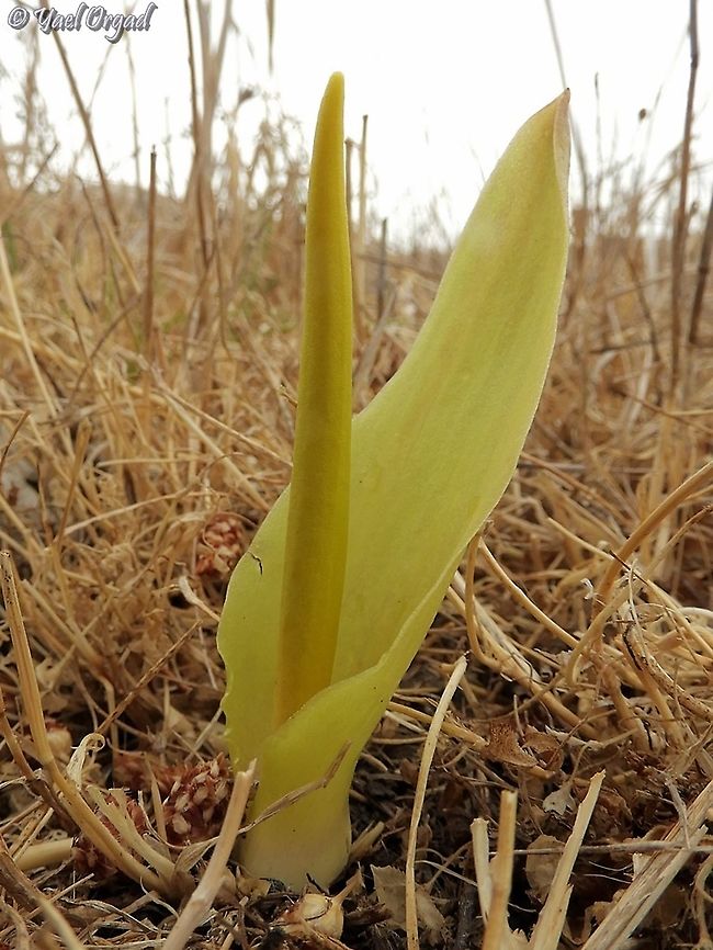 Biarum auraniticum  Biarum auraniticum,Fall,Geotagged