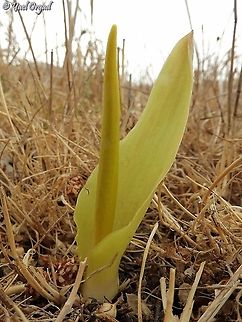 Biarum auraniticum  Biarum auraniticum,Fall,Geotagged