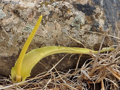 Biarum auraniticum  Biarum auraniticum,Fall,Geotagged