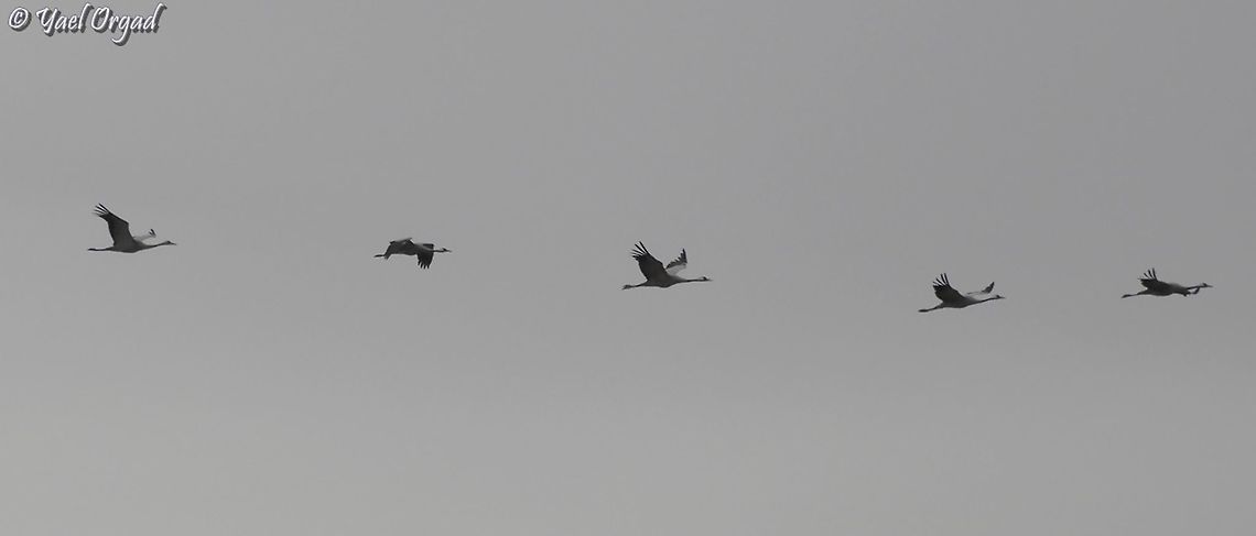 grey cranes  Common Crane,Fall,Geotagged,Grus grus