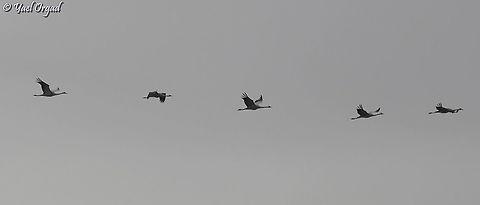 grey cranes  Common Crane,Fall,Geotagged,Grus grus