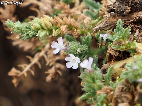 Verbena supina  Fall,Geotagged,Procumbent Vervain,Verbena supina