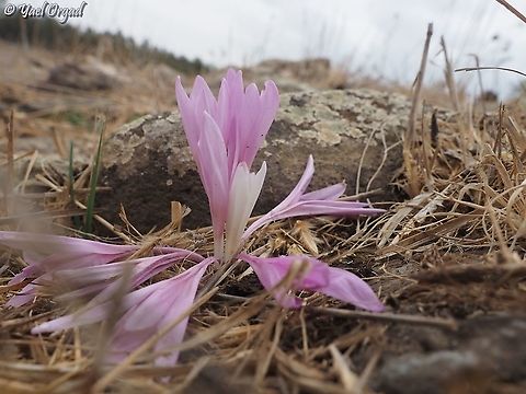 Colchicum hierosolymitanum  Colchicum hierosolymitanum,Fall,Geotagged