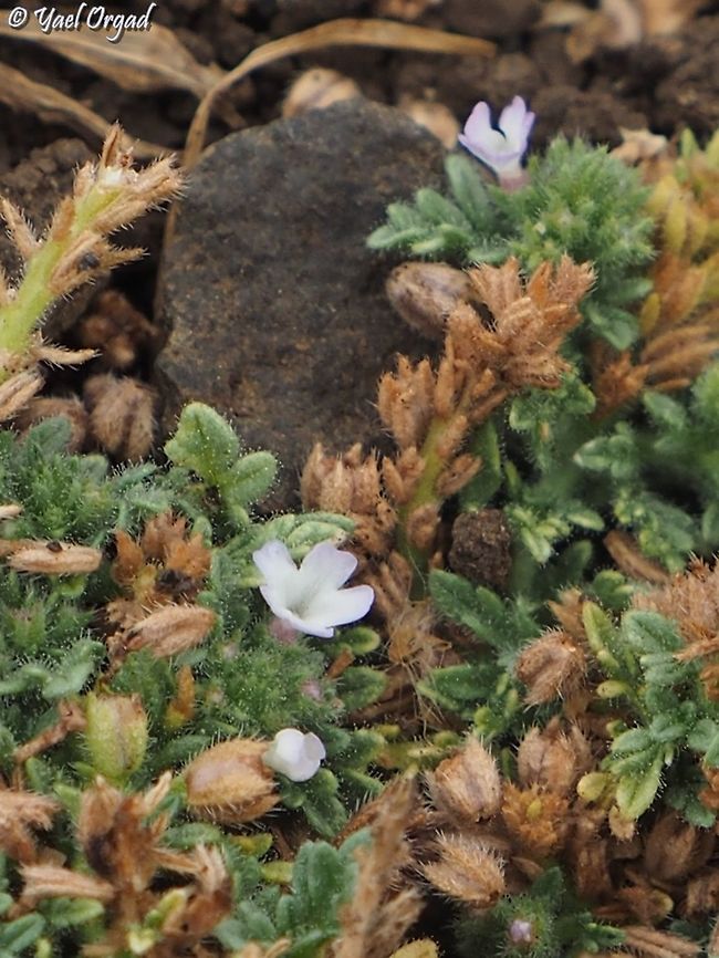 Verbena supina  Fall,Geotagged,Procumbent Vervain,Verbena supina