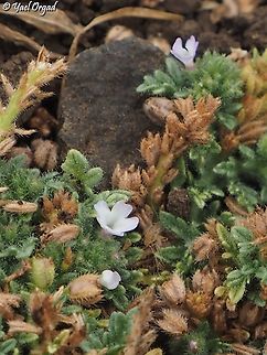 Verbena supina  Fall,Geotagged,Procumbent Vervain,Verbena supina