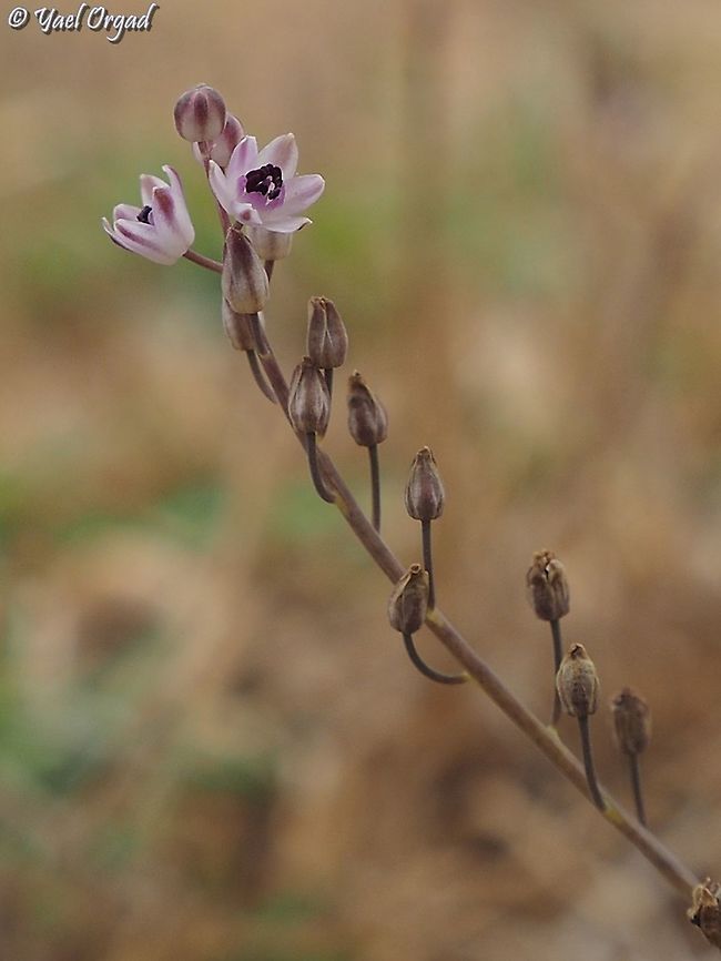 Prospero autumnale  Autumn Squill,Fall,Geotagged,Prospero autumnale