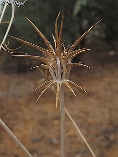 Exoacantha heterophylla  Exoacantha heterophylla,Fall,Geotagged