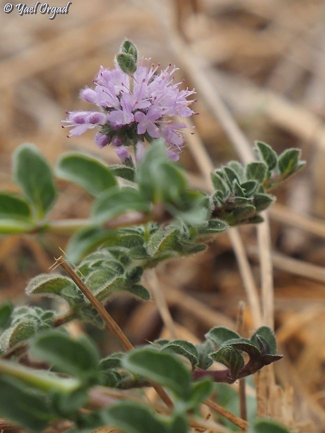Mentha pulegium  Fall,Geotagged,Mentha pulegium,Pennyroyal