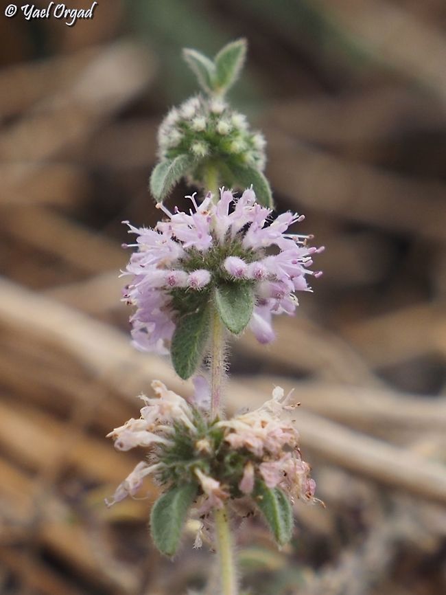 Mentha pulegium  Fall,Geotagged,Mentha pulegium,Pennyroyal