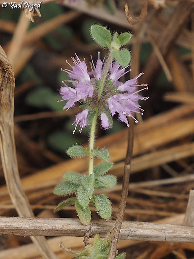 Mentha pulegium  Fall,Geotagged,Israel,Mentha pulegium,Pennyroyal