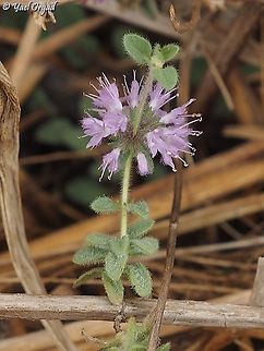 Mentha pulegium  Fall,Geotagged,Israel,Mentha pulegium,Pennyroyal