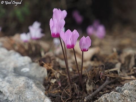 Cyclamen persicum  Cyclamen persicum,Fall,Geotagged,Israel,Persian cyclamen