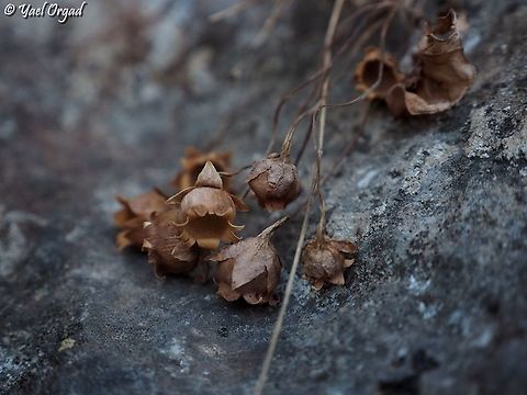 Cyclamen persicum - last year fruit  Cyclamen persicum,Fall,Geotagged,Israel,Persian cyclamen