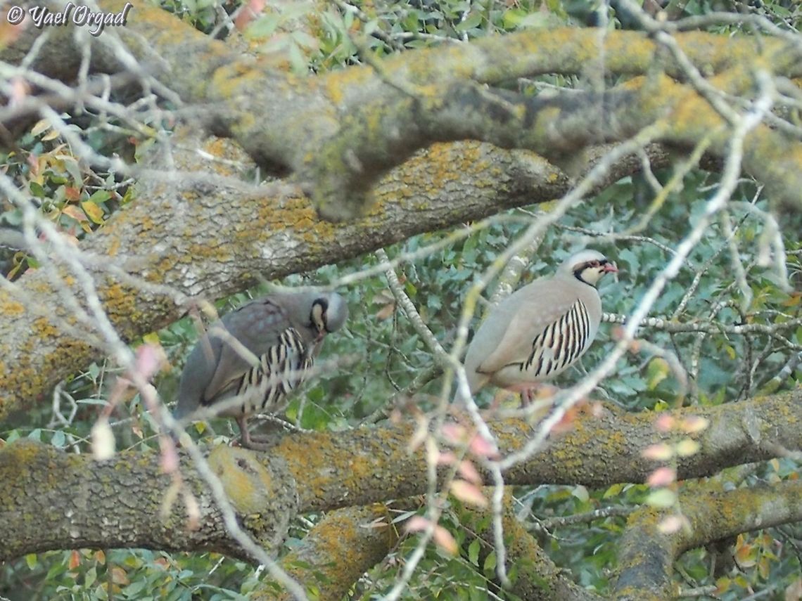 Chuckars on a tree Chuckars are not good flyers, they are mostly on the ground, like chickens. but this time in the Botanical Garden I caught a couple standing on Pistacia atlantica, in the Jerusalem Botanical Gardens.  Alectoris chukar,Chukar partridge,Fall,Geotagged,Israel,Pistacia atlantica