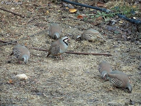 six chukars! there are many chukars living in the Jerusalem Botanical Garden, this time I saw a flock of about 12, and got 6 of them in one picture.  Alectoris chukar,Chukar partridge,Fall,Geotagged,Israel