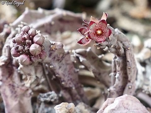 Caralluma europaea  Caralluma europaea,European Caralluma,Fall,Geotagged,Israel