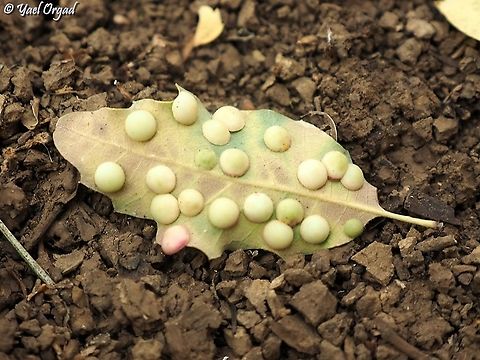 Galls on an Oak leaf Neuroterus quercusbaccarum galls on Quercus boissieri Common spangle gall wasp,Fall,Geotagged,Israel,Neuroterus quercusbaccarum