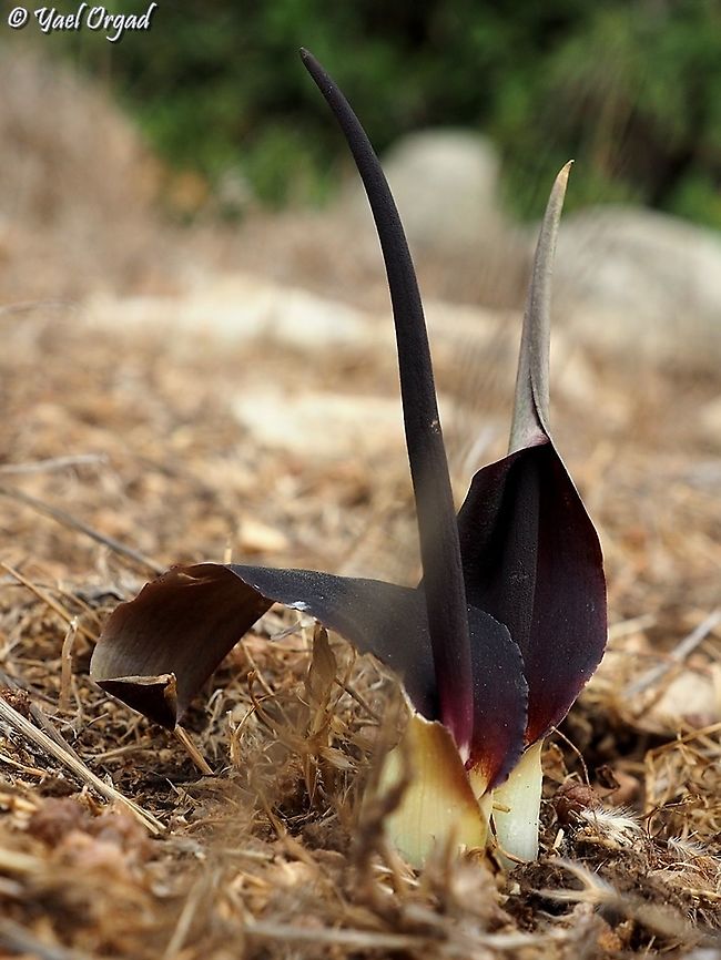 Biarum bovei  Biarum bovei,Fall,Geotagged,Israel