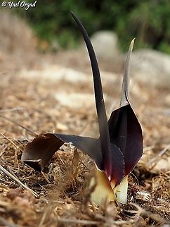 Biarum bovei  Biarum bovei,Fall,Geotagged,Israel