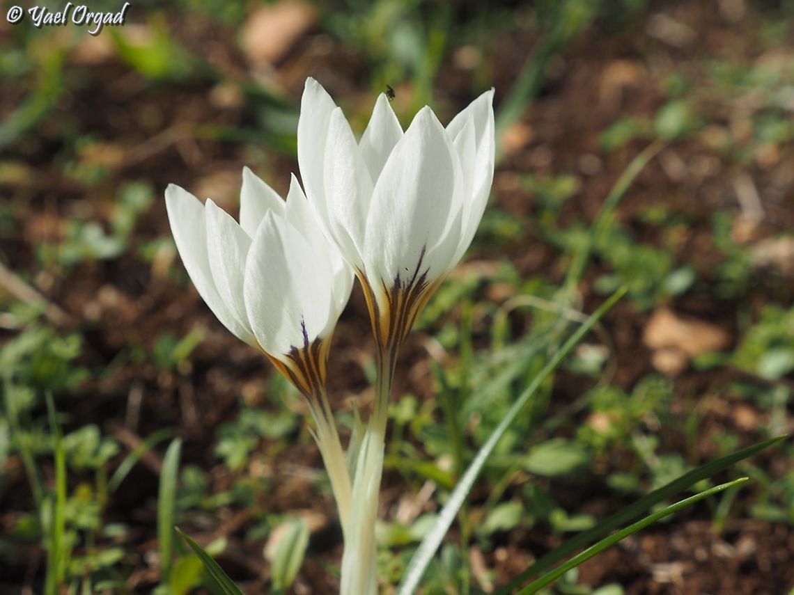Crocus hyemalis  Crocus hyemalis,Fall,Geotagged,Israel,Winter Saffron