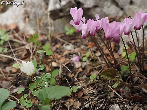 Cyclamen persicum and Crocus hyemalis  Crocus hyemalis,Cyclamen persicum,Fall,Geotagged,Israel,Persian cyclamen