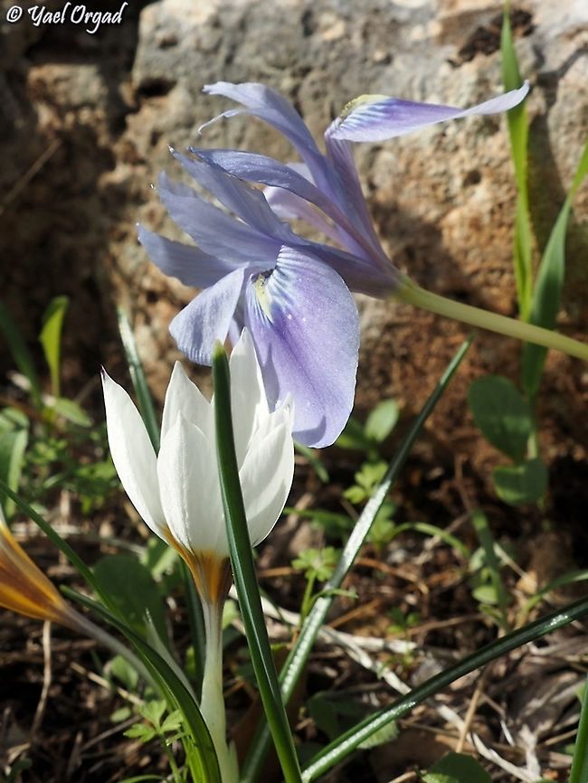 what secrets does the Iris vartanii whispers to Crocus hyemalis?  Crocus hyemalis,Fall,Geotagged,Iris vartanii,Israel,Vartan's Iris