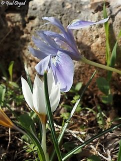 what secrets does the Iris vartanii whispers to Crocus hyemalis?  Crocus hyemalis,Fall,Geotagged,Iris vartanii,Israel,Vartan's Iris