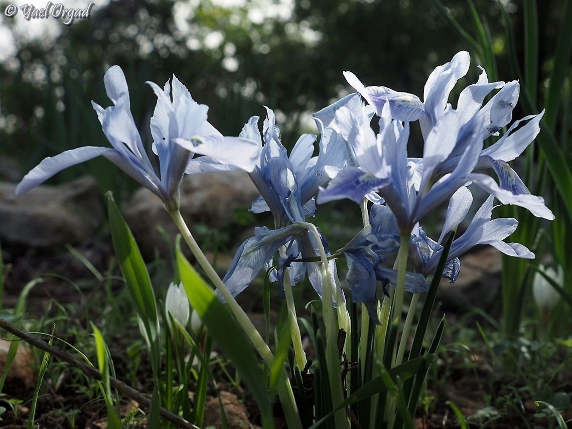 Iris vartanii  Fall,Geotagged,Iris vartanii,Israel,Vartan's Iris