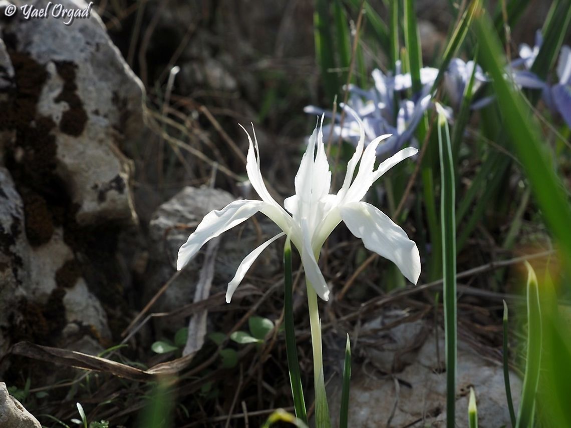Albino Iris vartanii  Fall,Geotagged,Iris vartanii,Israel,Vartan's Iris