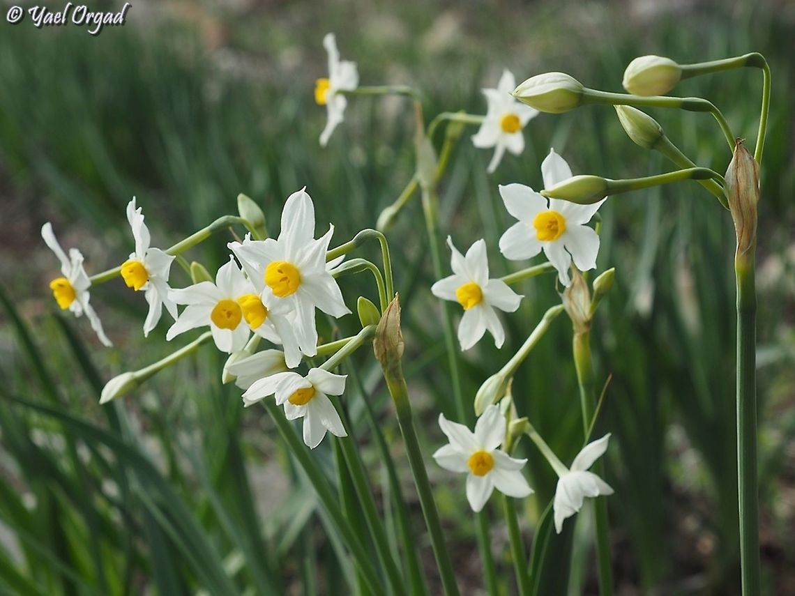 Narcissus tazetta  Fall,Geotagged,Israel,Narcissus tazetta