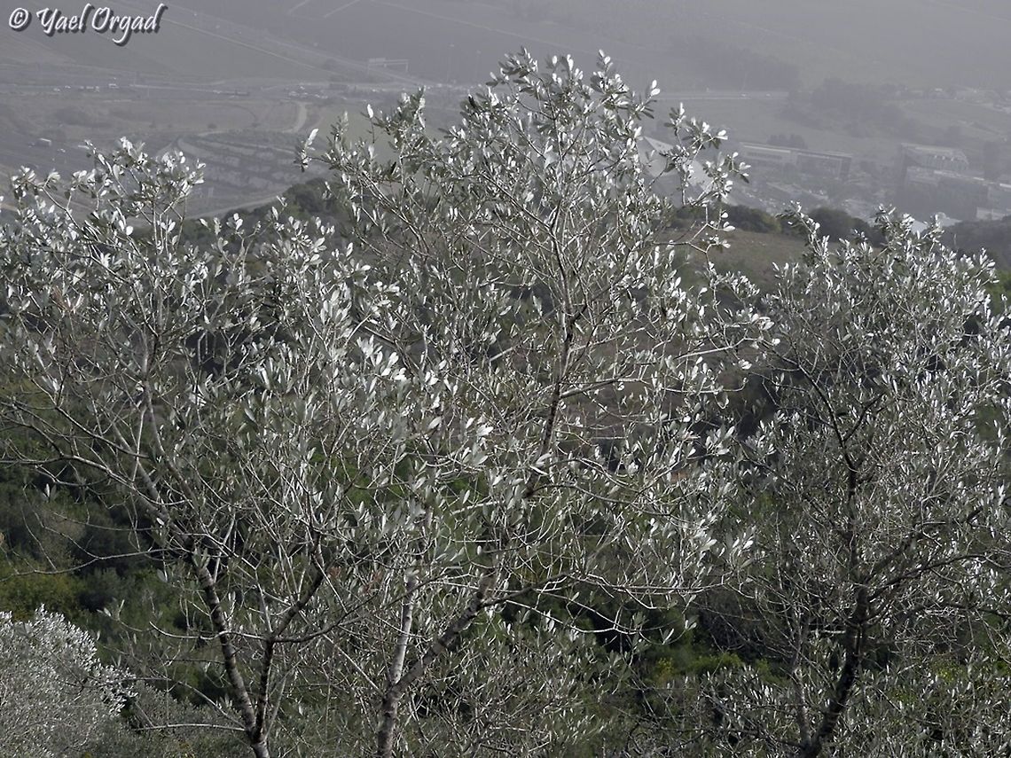 Silver leaves of Olea europaea Fall,Geotagged,Israel,Olea europaea,Olive Tree