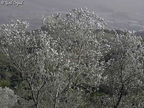 Silver leaves of Olea europaea Fall,Geotagged,Israel,Olea europaea,Olive Tree
