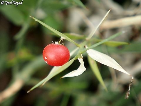 Ruscus aculeatus  Butchers-broom,Fall,Geotagged,Israel,Ruscus aculeatus