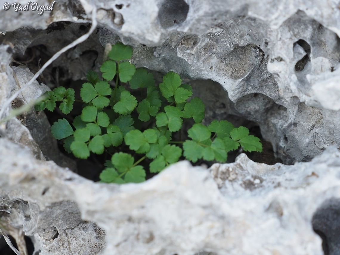 leaves of Scaligeria napiformis hidden in a rock Cretan Pignut,Fall,Geotagged,Israel,Scaligeria napiformis