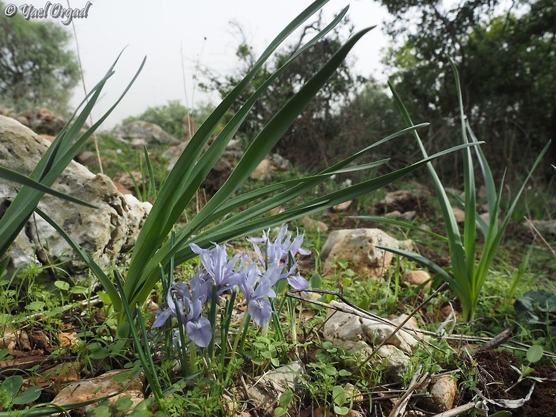 Iris vartanii under Asphodelus Leaves  Asphodelus ramosus,Fall,Geotagged,Iris vartanii,Israel,Vartan's Iris