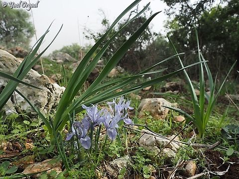 Iris vartanii under Asphodelus Leaves  Asphodelus ramosus,Fall,Geotagged,Iris vartanii,Israel,Vartan's Iris