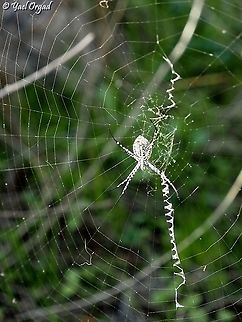 Argiope trifasciata - bottom side this is a female. 
upper side of the same one: 
https://www.jungledragon.com/image/126221/argiope_trifasciata_-_upper_side.html Argiope trifasciata,Banded Garden Spider,Fall,Geotagged,Israel